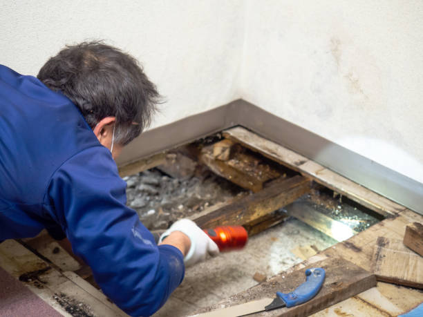Best Mold Testing  in Fort Polk South, LA