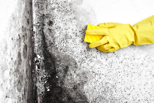 Best Residential Mold Removal  in Fort Polk South, LA