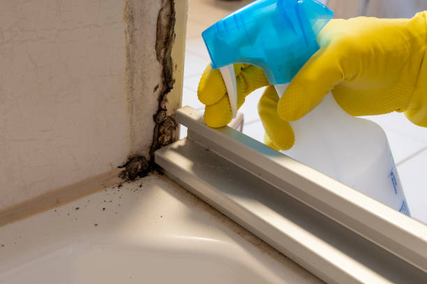 Certified Mold Removal in Fort Polk South, LA