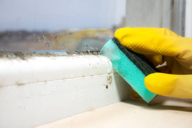 Best Attic Mold Removal  in Fort Polk South, LA