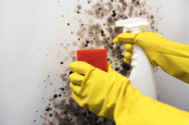 Best Mold Damage Repair  in Fort Polk South, LA