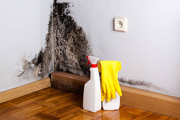 Best Commercial Mold Removal  in Fort Polk South, LA