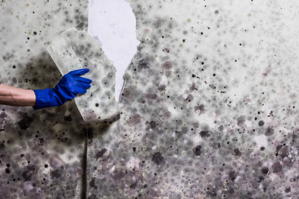 Best Crawl Space Mold Removal  in Fort Polk South, LA