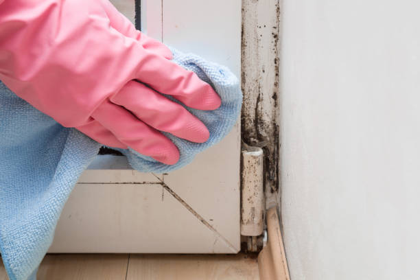 Best Best Mold Removal Companies  in Fort Polk South, LA